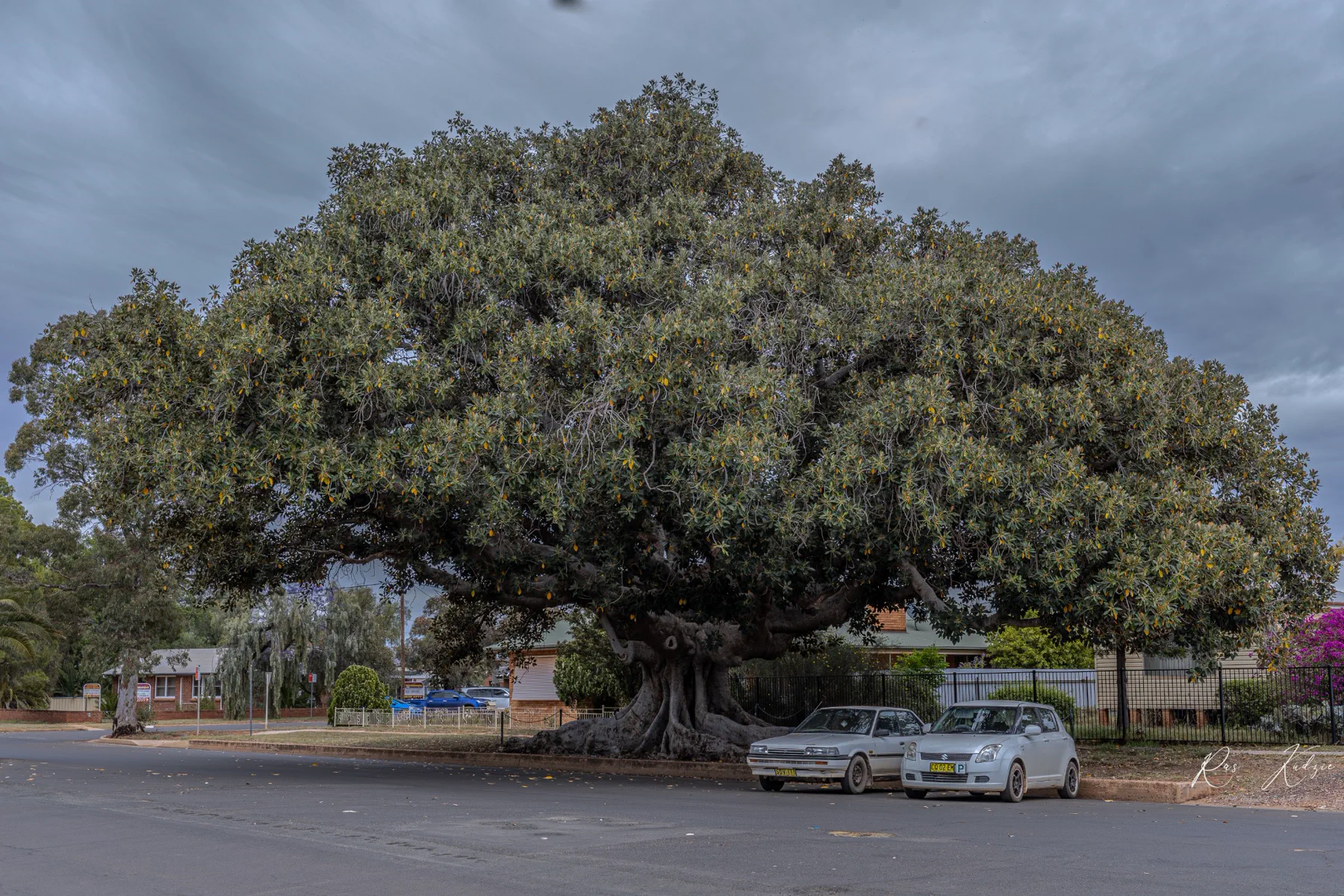 A vast heritage fig tree spreading above a quiet country street