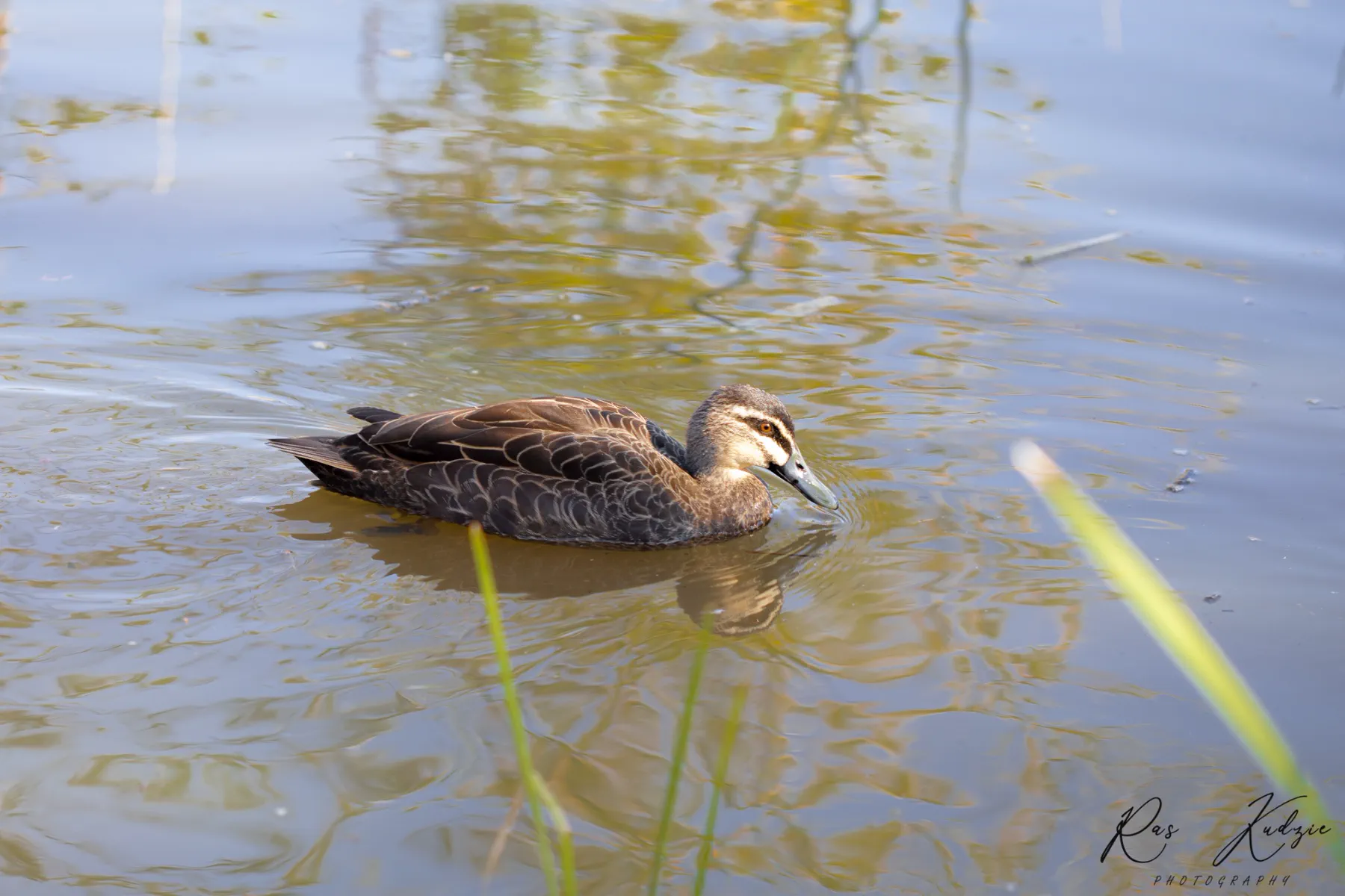 A Pacific black duck gliding through softly reflected water