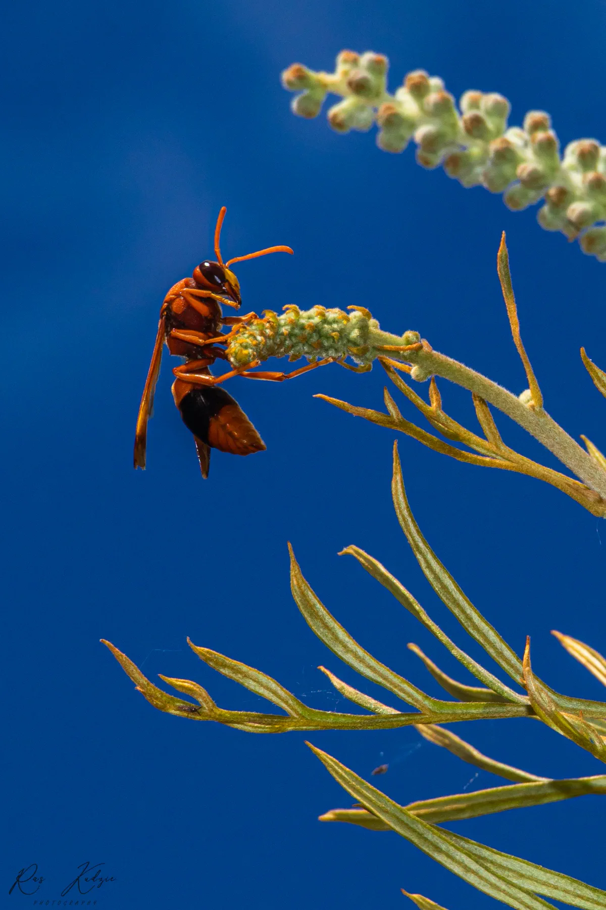 A paper wasp balanced on a flowering stem against a vivid blue background