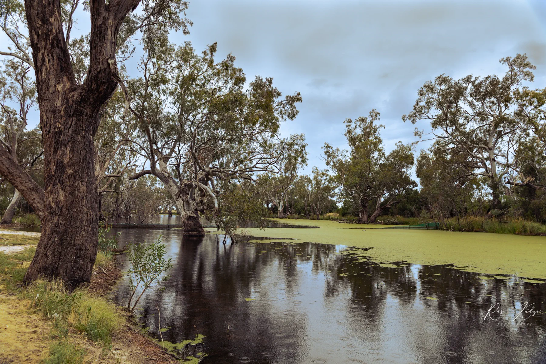 River red gums reflected across a quiet Australian wetland