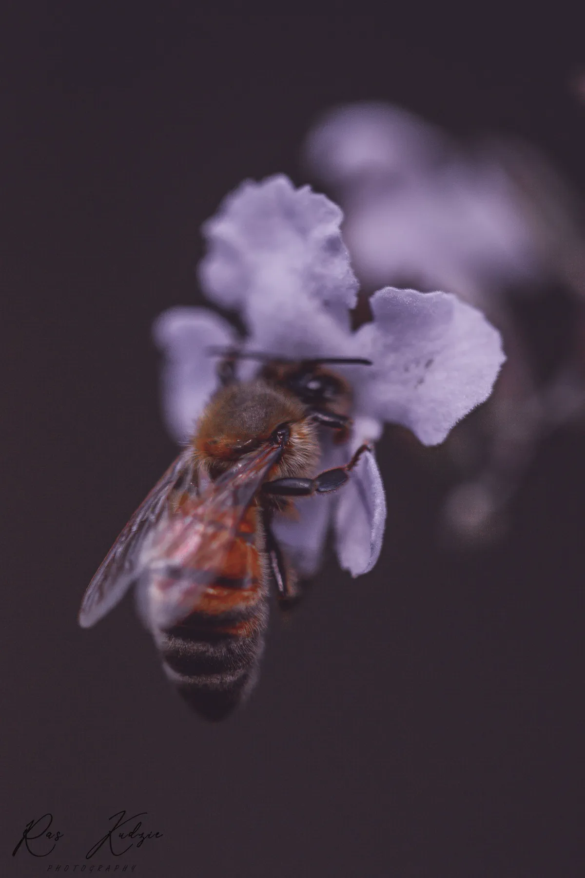 A bee resting among soft violet flower petals
