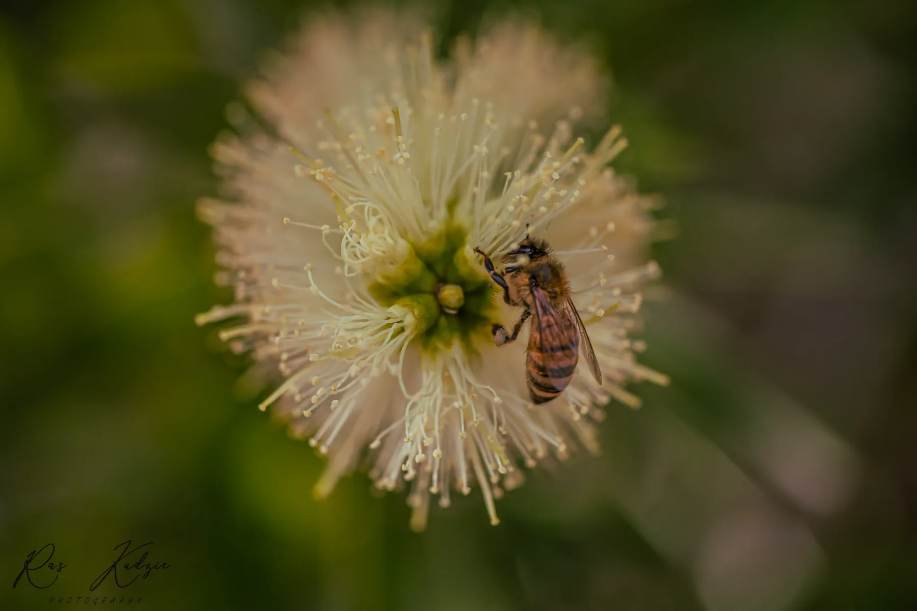 A bee gathering pollen from the delicate centre of a white blossom