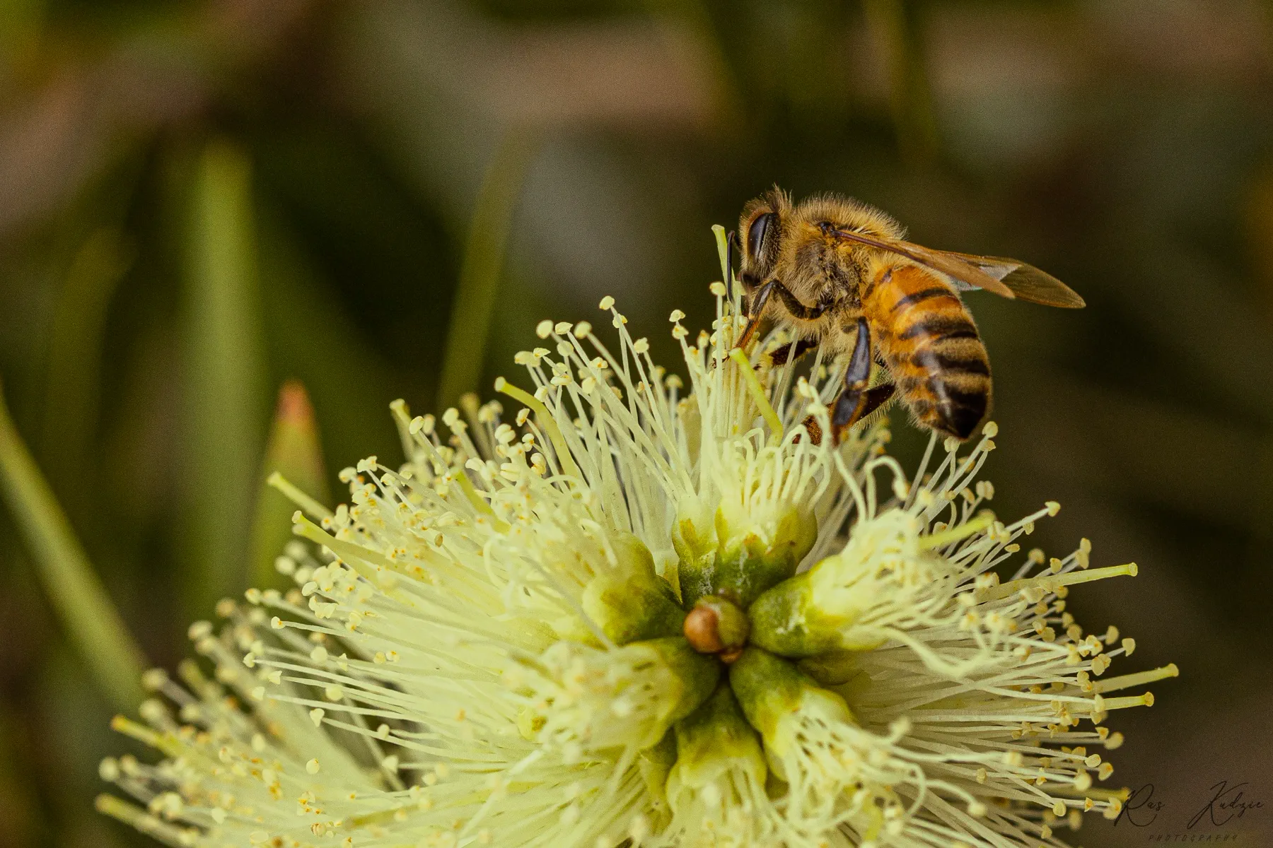 Detailed side view of a bee feeding on a pale yellow flower