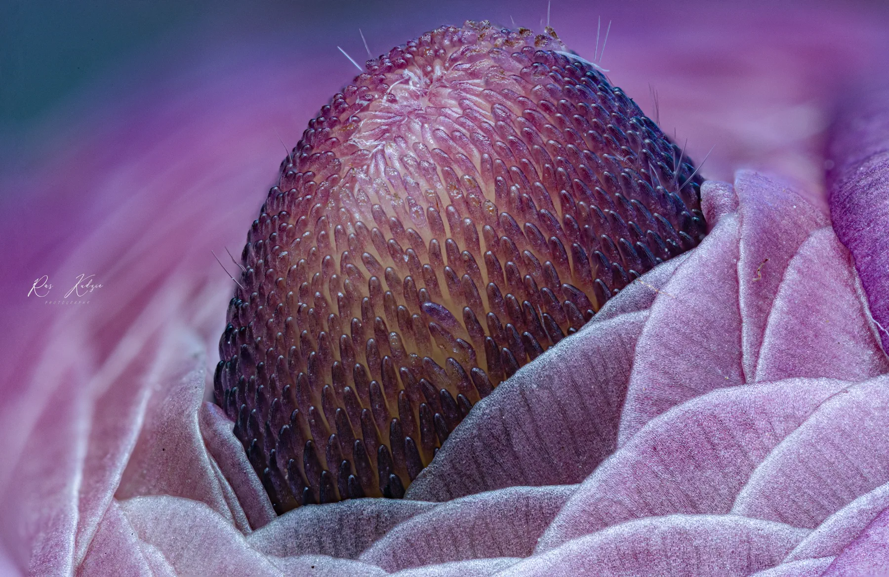 Extreme close-up of a textured flower centre in violet tones
