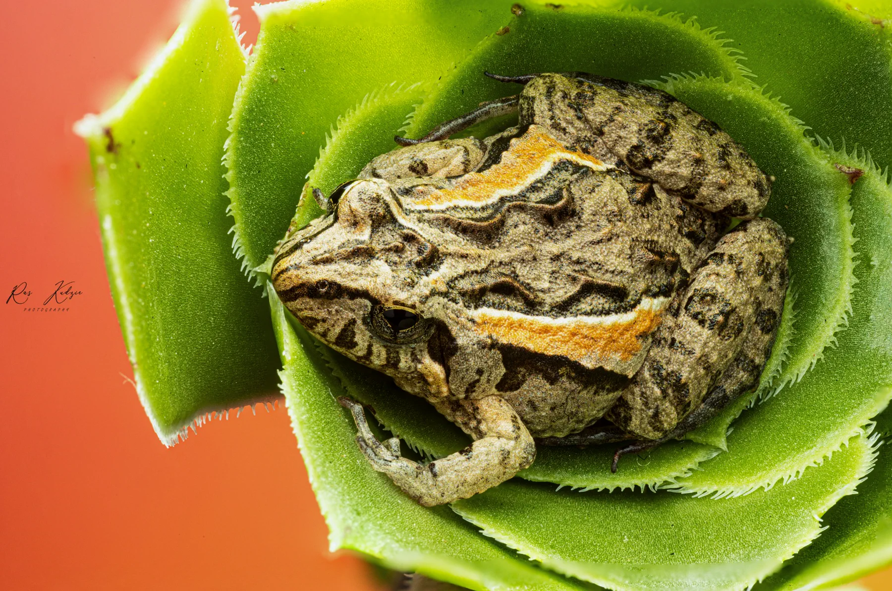 Macro photograph of a frog resting inside a green plant
