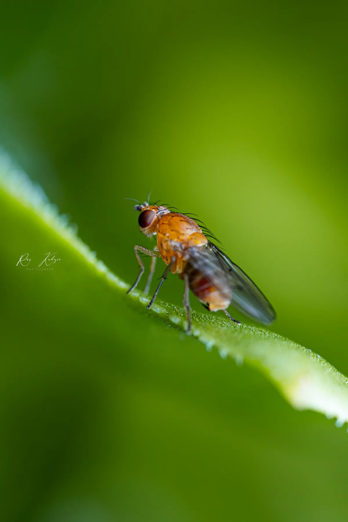 Macro photograph of a fruit fly balanced on a green leaf