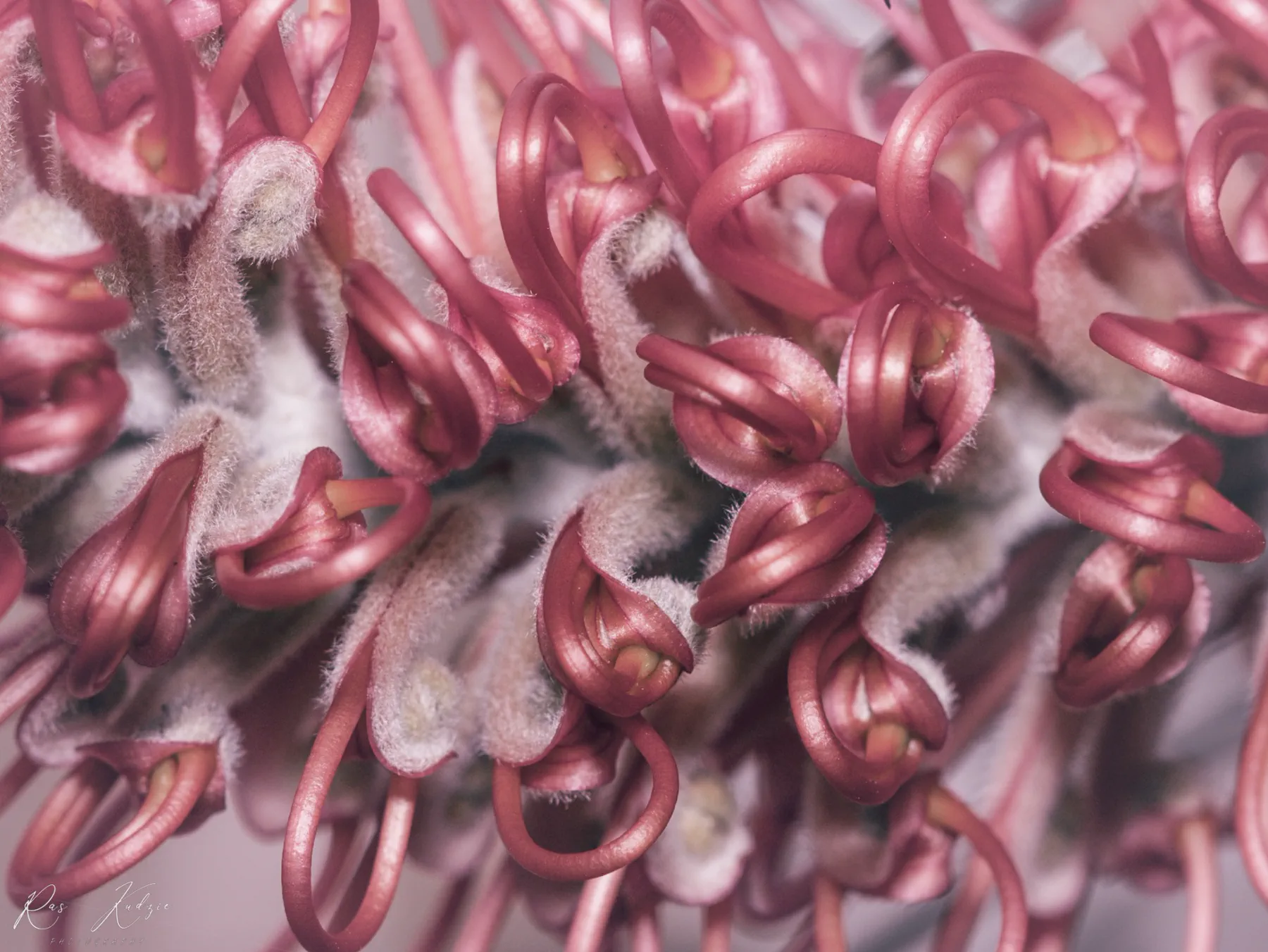 Abstract study of curling pink grevillea flowers and soft textures