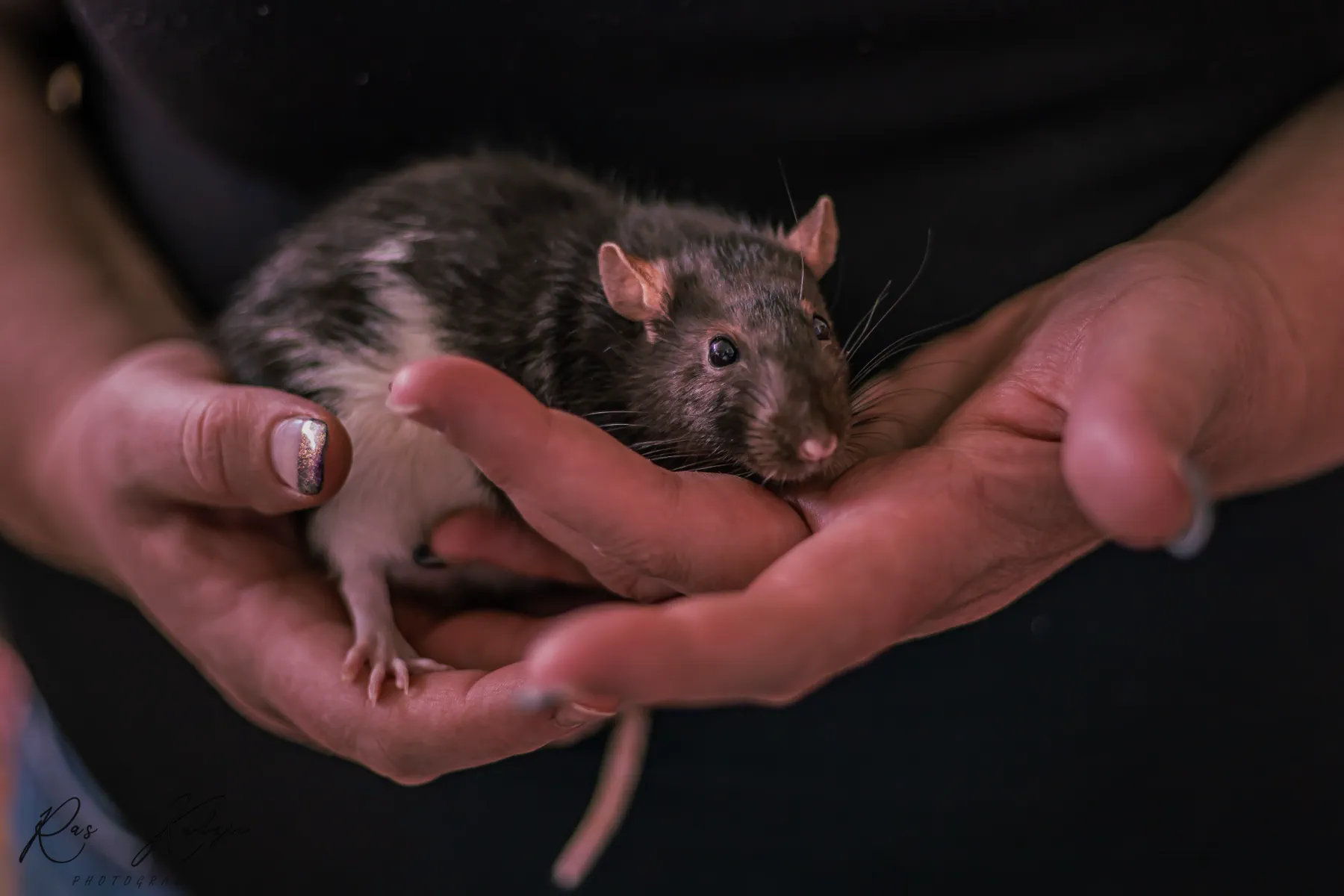 Close portrait of a pet rat held gently in a pair of hands