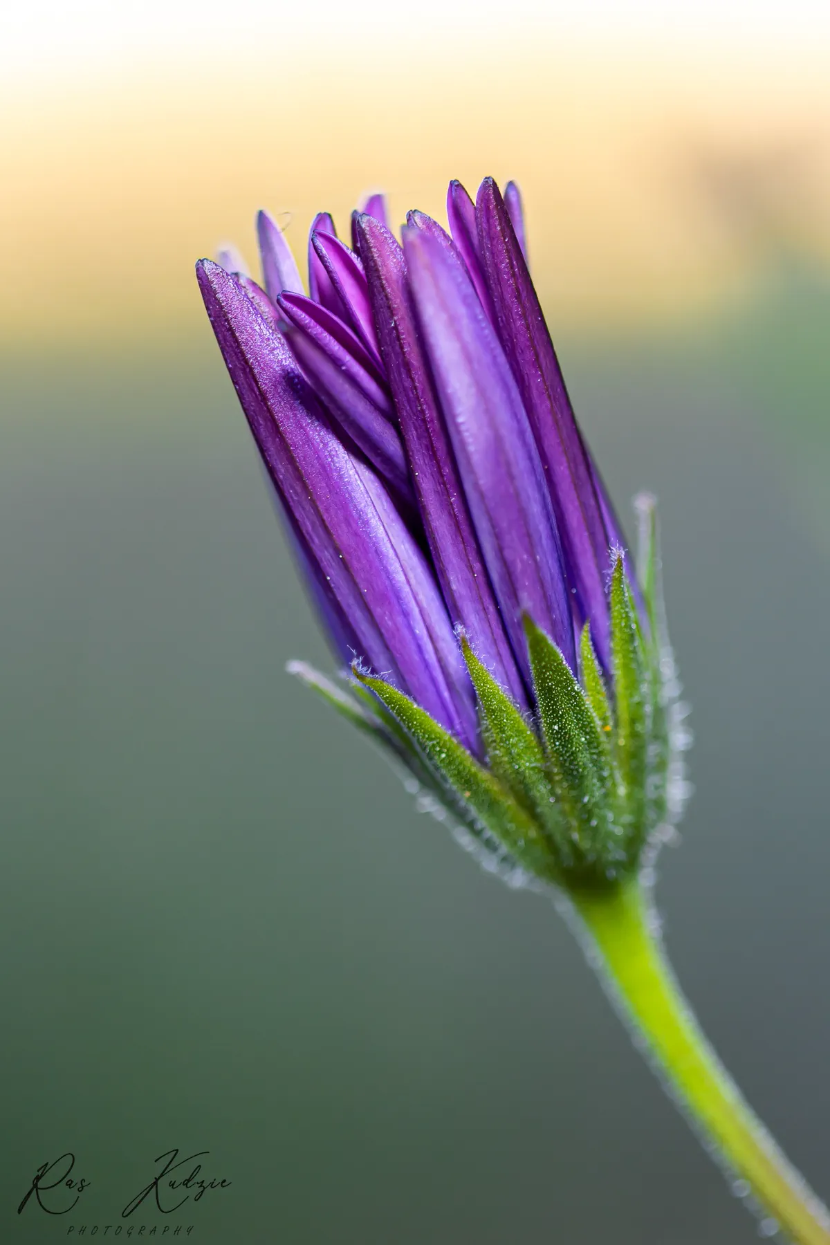 A tightly folded purple flower bud against a softly blurred background