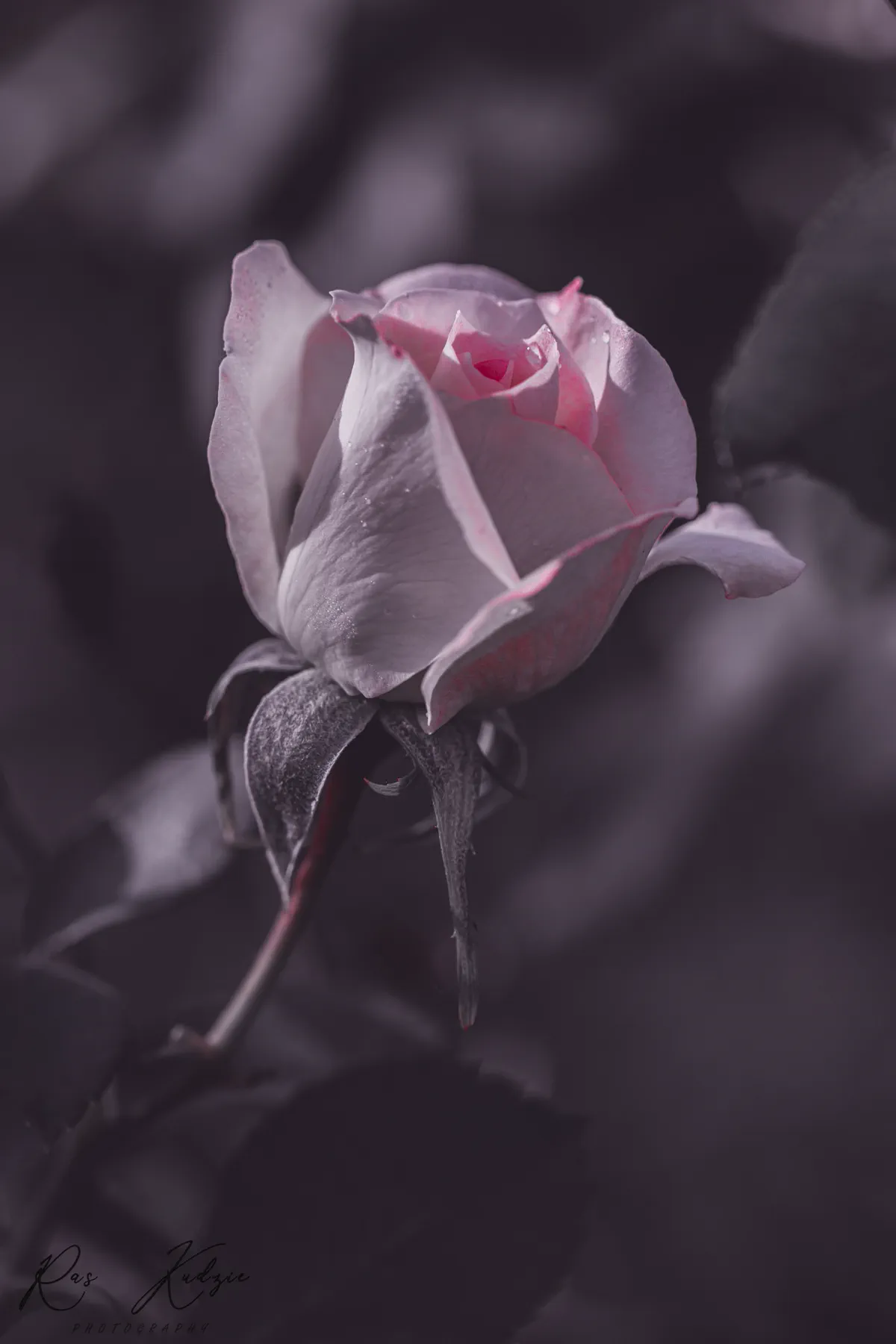 A softly toned rosebud emerging from a dark violet background