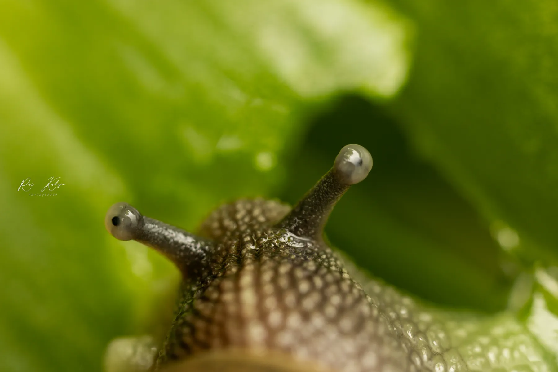 Close-up of a snail looking through green foliage