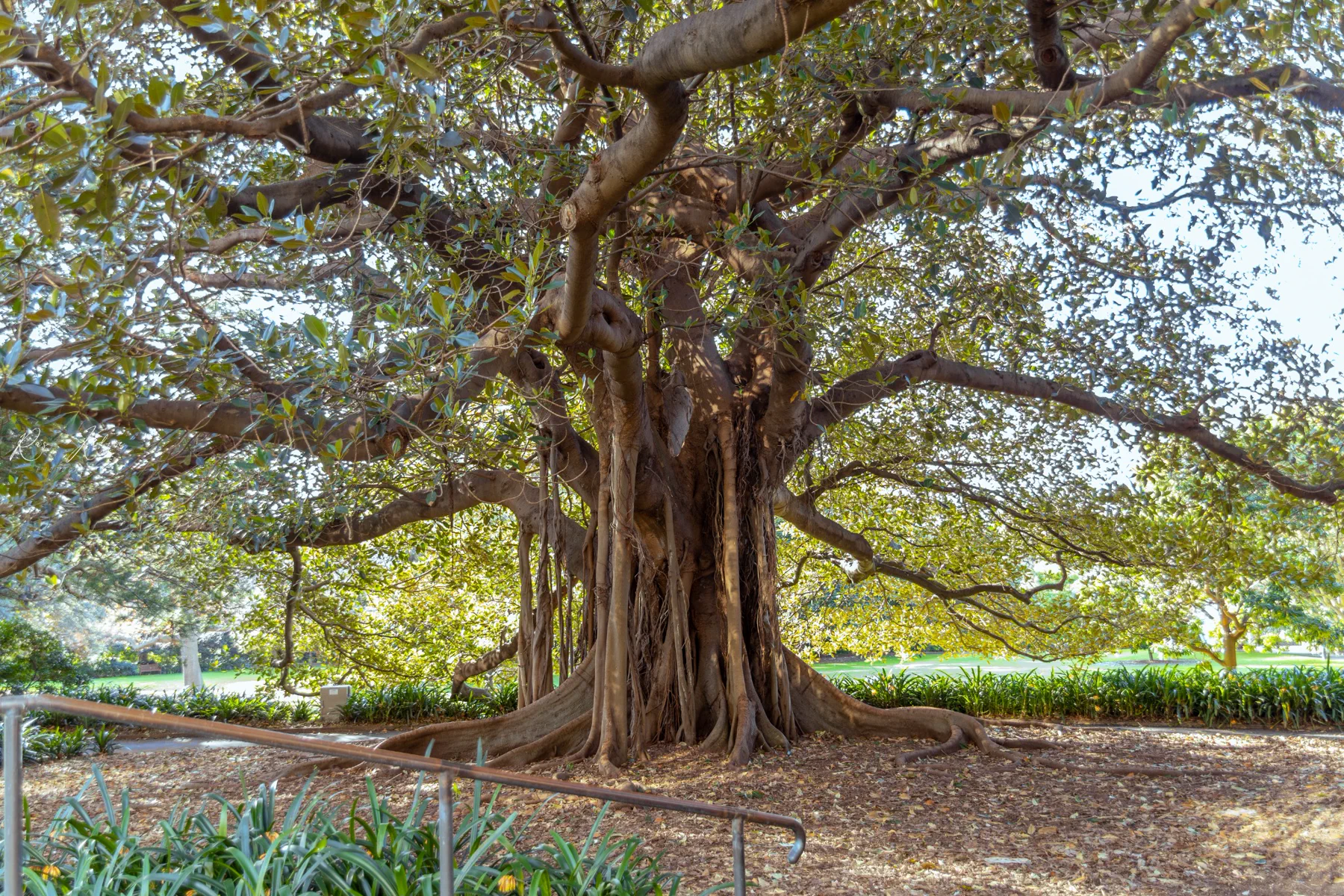 A monumental fig tree spreading its branches across a sunlit Sydney park